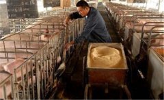 生料喂豬飼料如何選擇、飼喂方式有哪些講究？