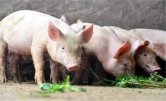 什么是限量飼喂？豬飼養(yǎng)管理的限量飼喂方法