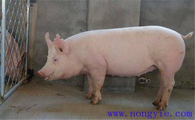 種公豬管理三要素：運(yùn)動(dòng)、單圈詞養(yǎng)和防暑降溫