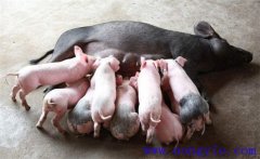 如何縮短仔豬哺乳周期，有效提高母豬飼養(yǎng)效益