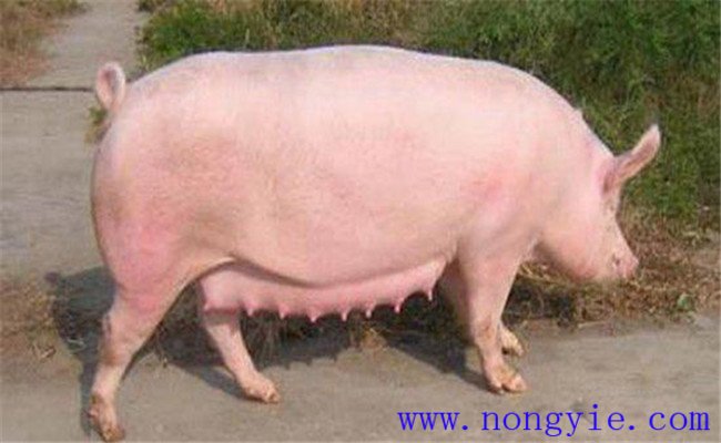 調(diào)整飼料，加強飼養(yǎng)管理
