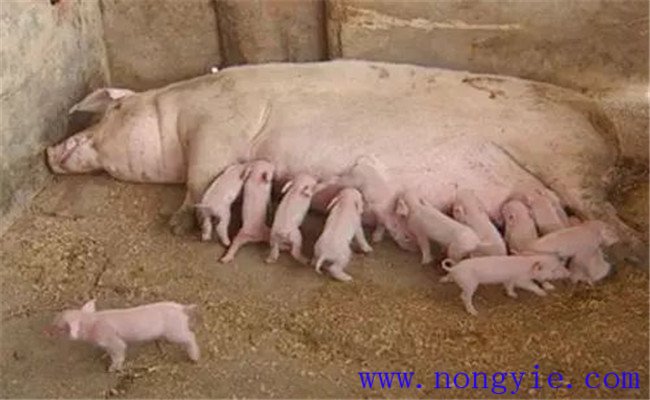 怎樣治療母豬無乳或泌乳不足，如何預(yù)防