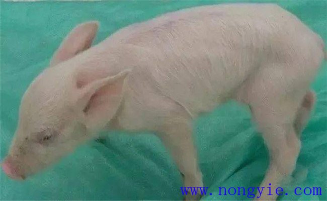 新生仔豬低血糖的癥狀、治療和預(yù)防方法