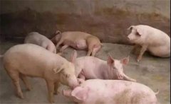豬喘氣病的預(yù)防措施，豬喘氣病的疫苗免疫問(wèn)題