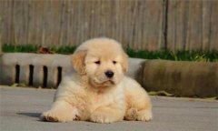 個(gè)人家庭購(gòu)犬應(yīng)注意哪些問(wèn)題？