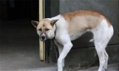 狗都怕什么？犬在什么情況下會(huì)表現(xiàn)出恐懼感