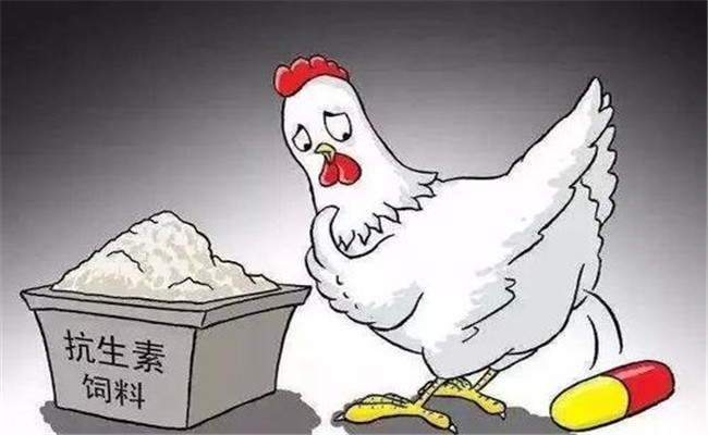 怎樣在飼料中添加抗生素？使用抗生素注意事項(xiàng)
