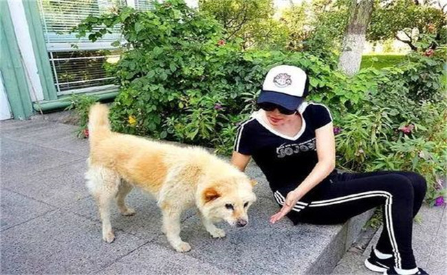 怎樣喂養(yǎng)妊娠犬、哺乳犬
