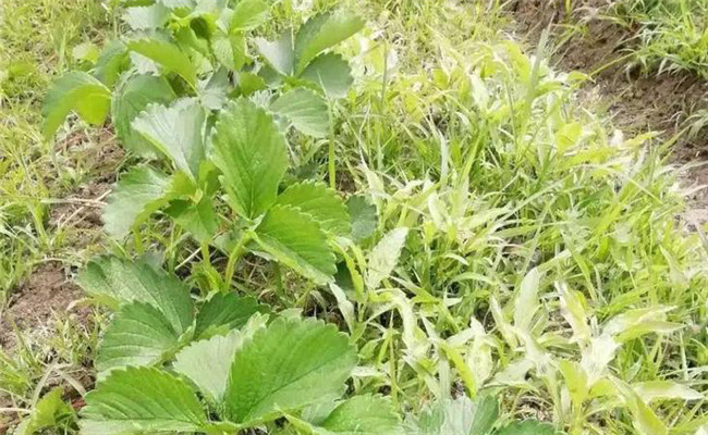 草莓地用什么除草劑對(duì)草莓無(wú)害