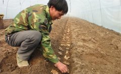 生姜的種植密度是多少？生姜浸種消毒新配方