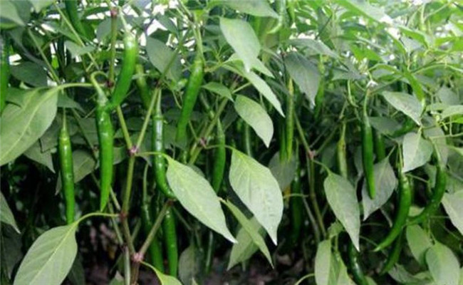 辣椒盛果重高鉀，花多豐產(chǎn)滿地紅