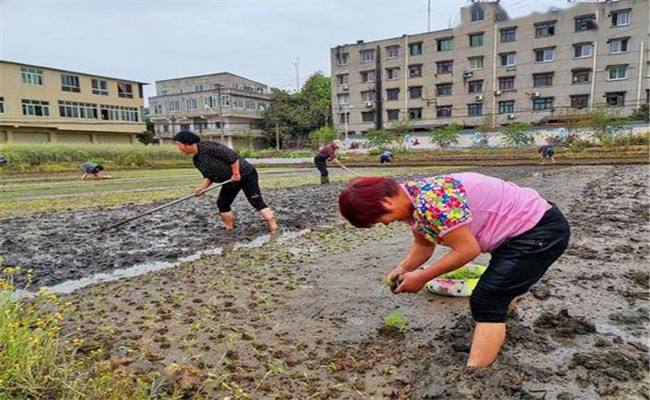 谷雨兩旁，西瓜下秧