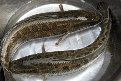 黑魚(yú)最大能長(zhǎng)多少斤，黑魚(yú)與鯰魚(yú)有什么區(qū)別