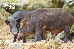 野豬一般幾點出來活動，野豬和疣豬哪個更厲害