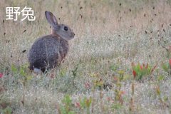 養(yǎng)野兔犯法嗎？養(yǎng)野兔子要注意什么？