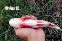 草魚出血病怎么治療，有哪些癥狀？