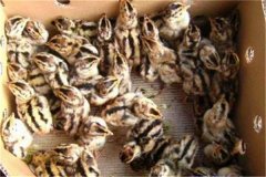 鵪鶉育雛技術(shù)要點：育雛濕度、溫度與密度要求