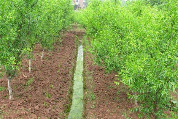 棗樹(shù)定植后如何管理