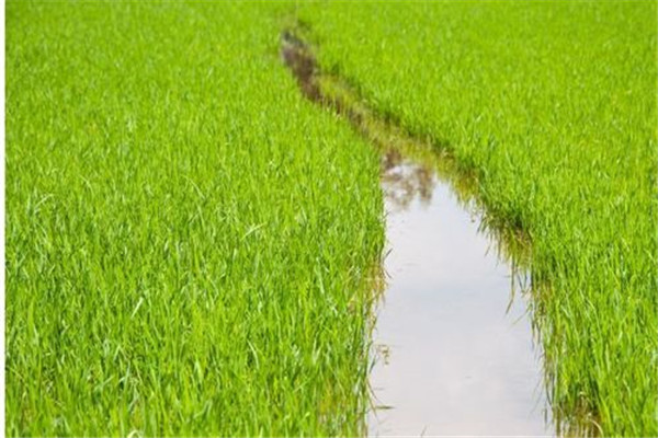 水稻前期、中期和后期的濕潤灌溉技術(shù)