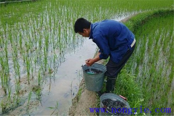 稻田養(yǎng)殖草魚發(fā)病率低，容易管理