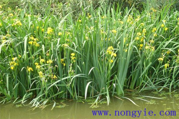 在魚(yú)池水培植物應(yīng)注意什么