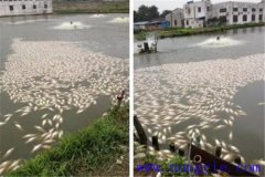 池塘魚中毒與泛塘有什么區(qū)別，如何辯別？