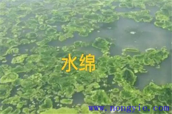 如何清除和控制水綿、水網(wǎng)藻和湖靛等敵害生物