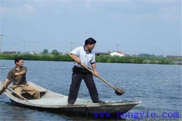 魚池施肥需要注意的因素