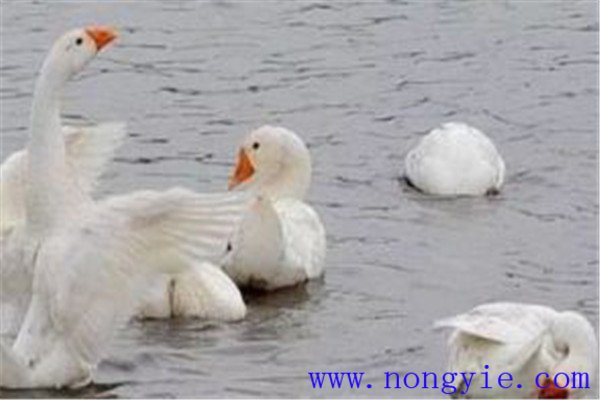 魚、鵝立體化養(yǎng)殖的優(yōu)點(diǎn)
