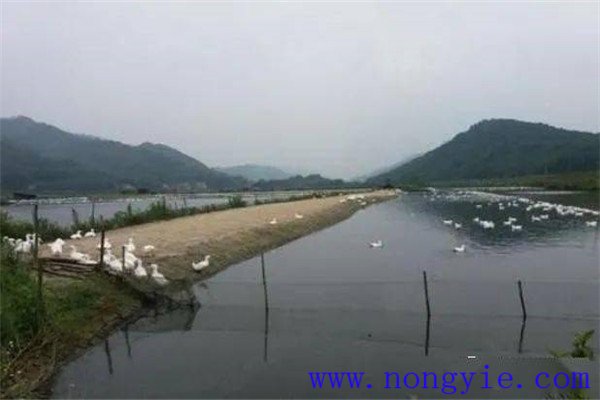 魚、鵝綜合養(yǎng)殖的模式