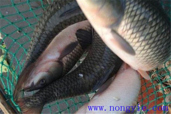 草魚、青魚親魚秋培技術(shù)與方法