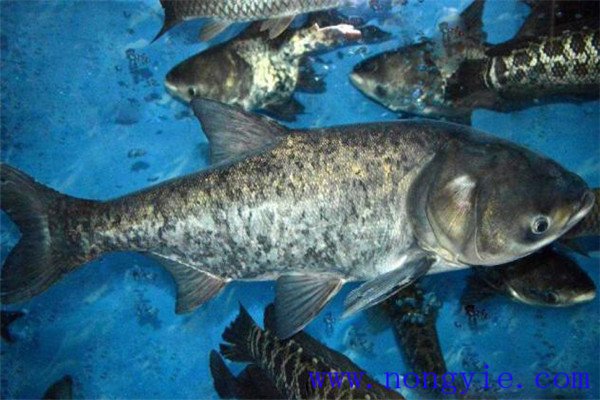 鰱魚、鳙魚親魚秋培技術(shù)與方法