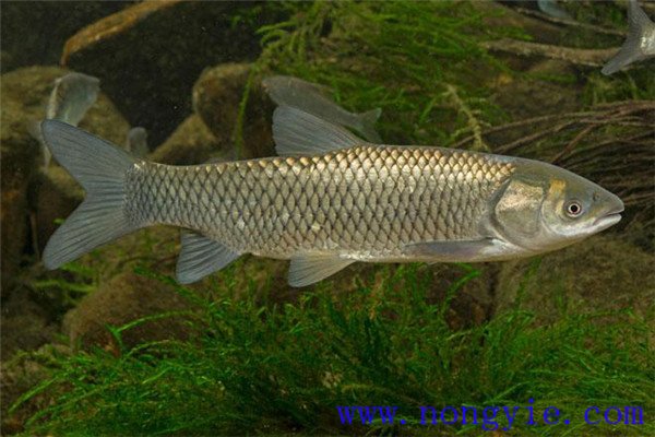 鰱、鳙、草魚