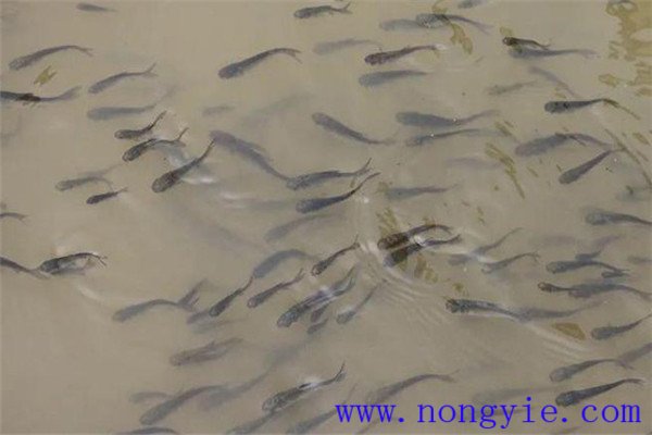 魚種、秋花和春片