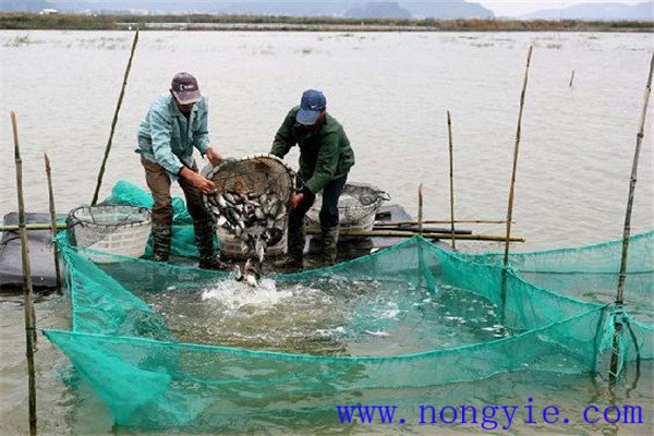 魚(yú)蝦蟹鱔鰍混養(yǎng)提高效益