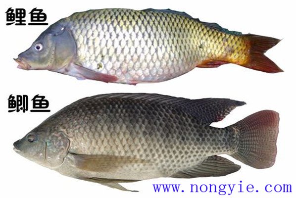 鯉魚、鯽魚