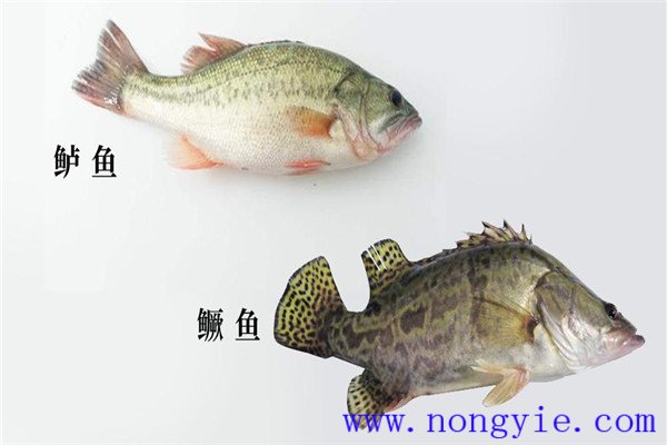 鱖魚、烏鱧、加州鱸