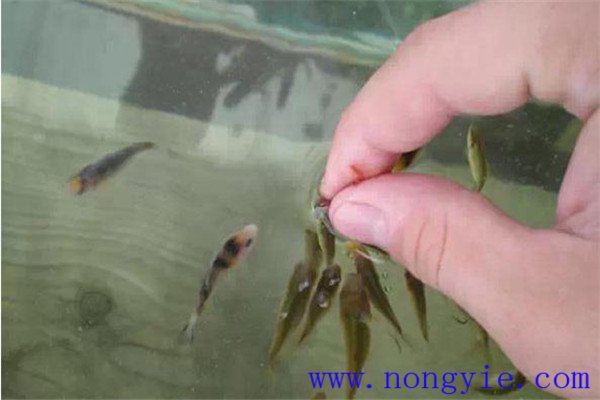 魚(yú)苗放養(yǎng)要注意水溫