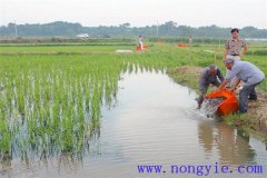 稻田養(yǎng)魚的現(xiàn)代養(yǎng)殖模式有哪些新的變化？