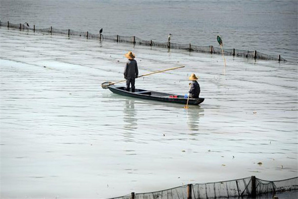 清除野雜魚，減少爭食者