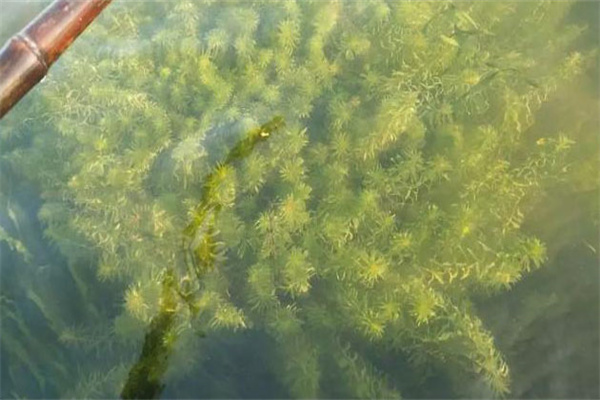 青苔對水產養(yǎng)殖好處