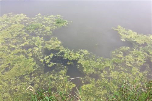 青苔對水產養(yǎng)殖的壞處