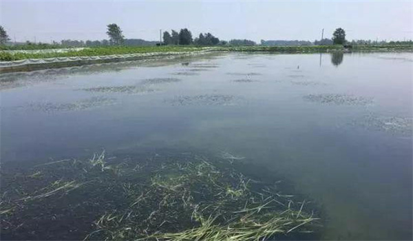 凈化、穩(wěn)定水質(zhì)