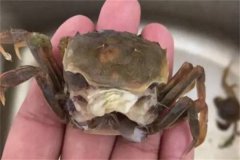 海水蟹類脫殼期死亡的原因是什么，如何處理？