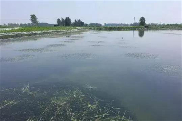 栽種水草，嚴(yán)格管護