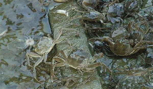 個(gè)體健壯、無病害