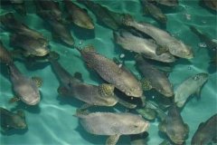 目前石斑魚的養(yǎng)殖品種、養(yǎng)殖方式情況介紹