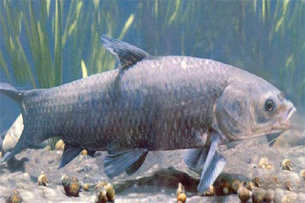 青魚(yú)催產(chǎn)劑的種類(lèi)、劑量和注射方法