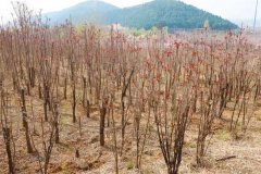 香椿一畝地種植多少棵 露天香椿樹(shù)怎么種植