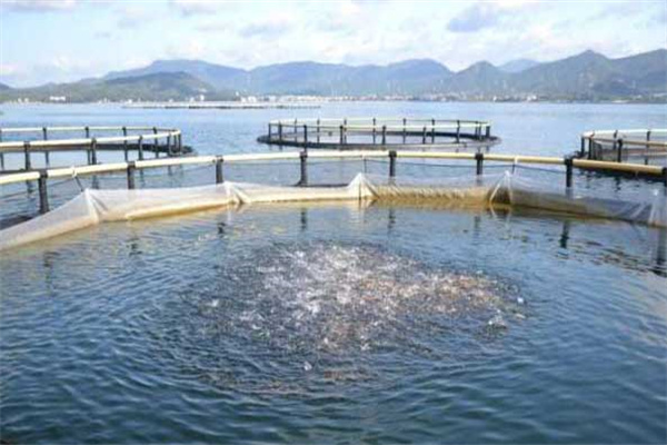 網箱養(yǎng)殖淡水鯧魚的方法